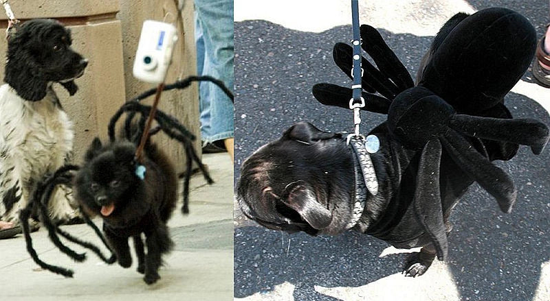 XS-XXL Black Spider Animals Cos for Dogs Halloween Cosplay Funny Scary Pets Purim Costumes Spider Cosplay Costume Party Props