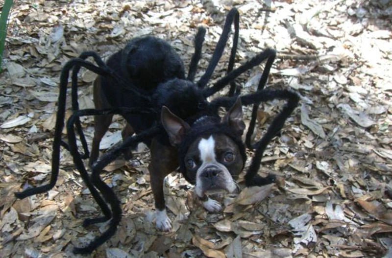 XS-XXL Black Spider Animals Cos for Dogs Halloween Cosplay Funny Scary Pets Purim Costumes Spider Cosplay Costume Party Props