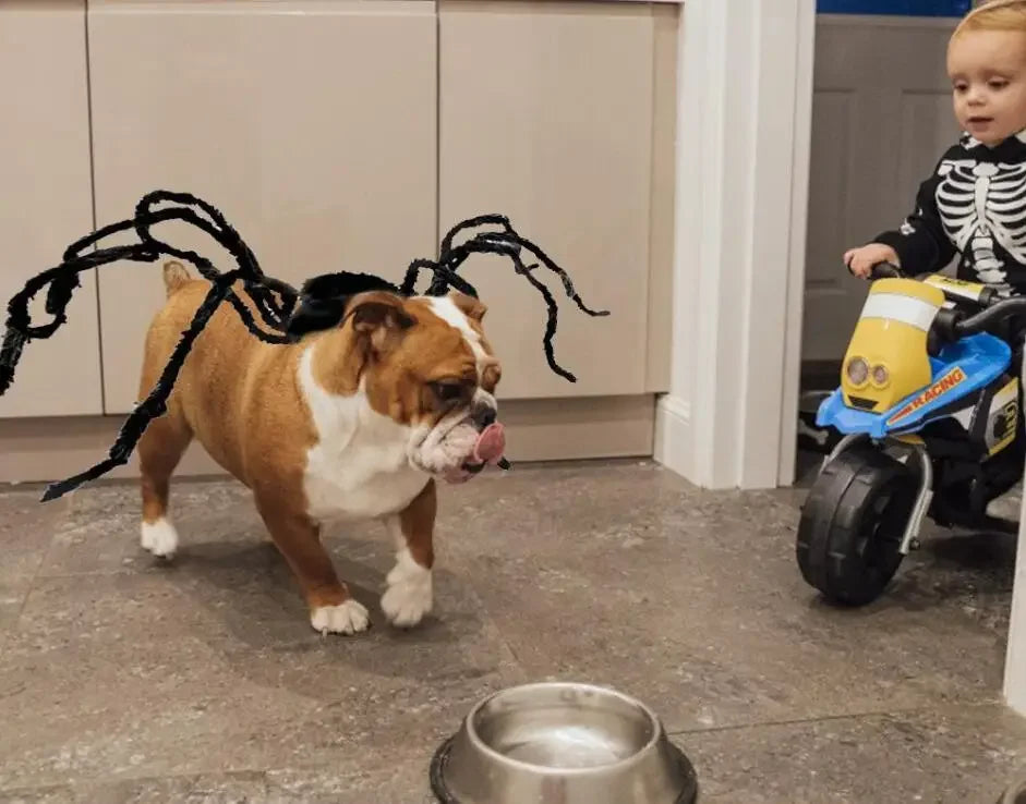 XS-XXL Black Spider Animals Cos for Dogs Halloween Cosplay Funny Scary Pets Purim Costumes Spider Cosplay Costume Party Props